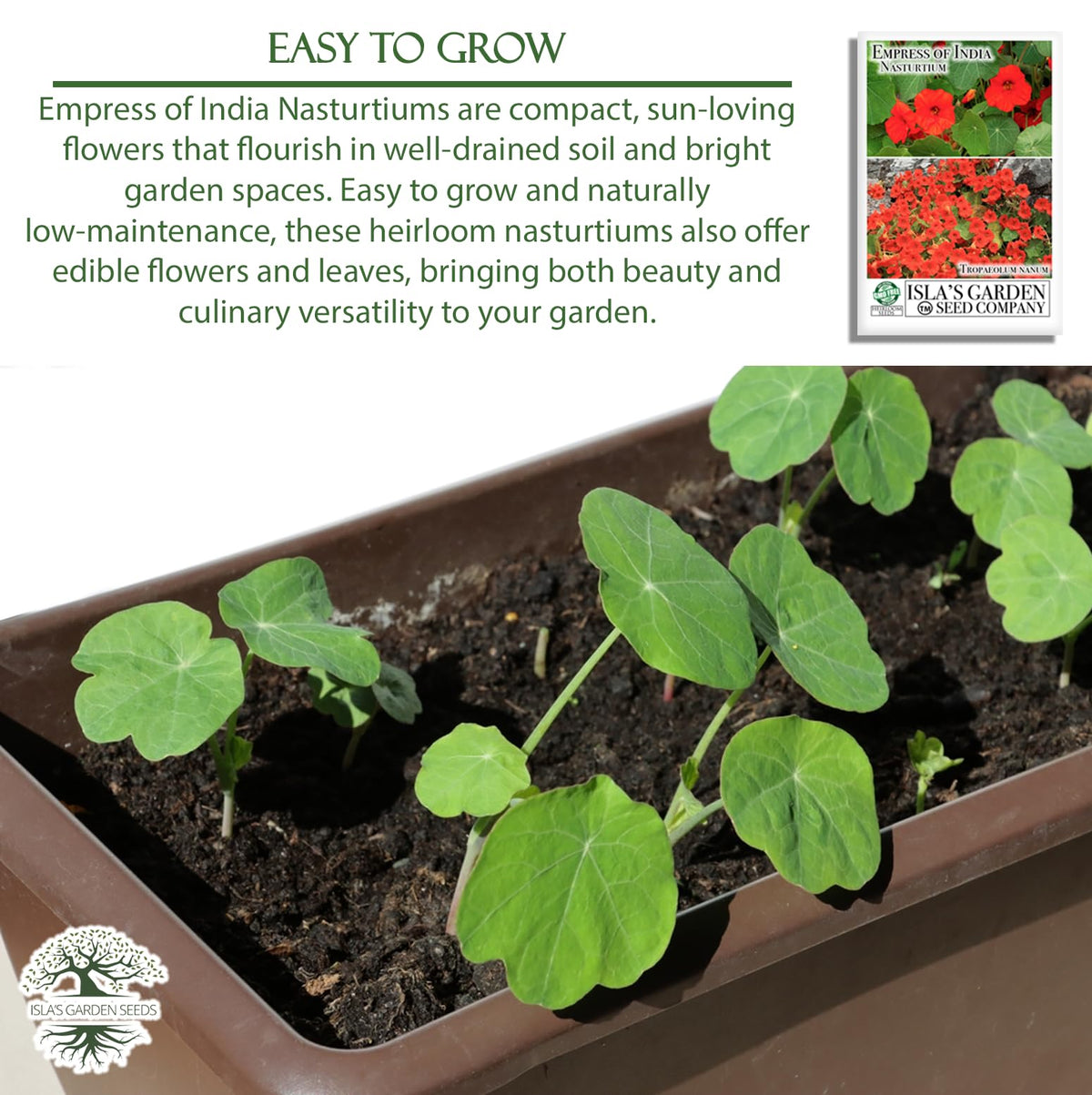 Isla's Garden Seeds Pollinator-friendly nasturtium attracting bees