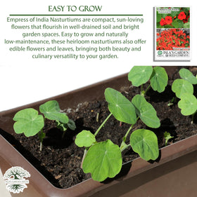 Isla's Garden Seeds Pollinator-friendly nasturtium attracting bees