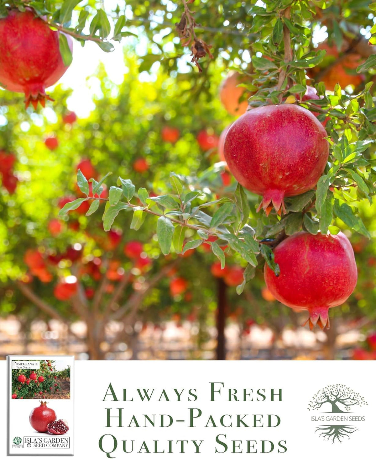 Isla's Garden Seeds pomegranate-tree flowers highlight ornamental blossoms with a sweet fragrance.