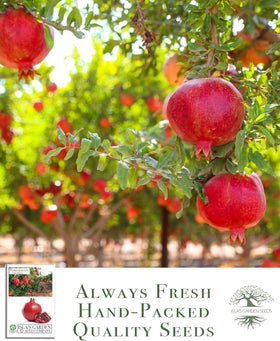 Isla's Garden Seeds pomegranate-tree flowers highlight ornamental blossoms with a sweet fragrance.