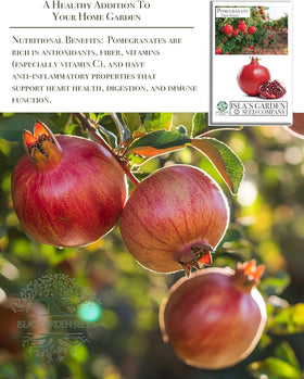 Isla's Garden Seeds pomegranate tree in the garden demonstrates a striking landscape focal point.