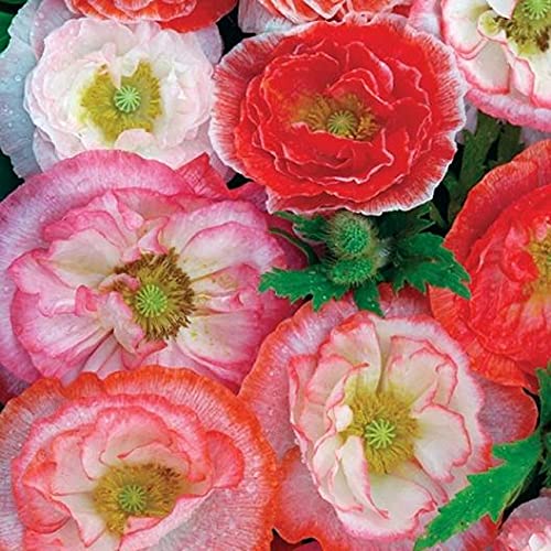 Isla's Garden Seeds poppies for fresh-cut arrangements and centerpieces