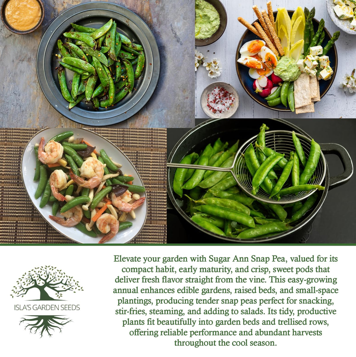 Isla's Garden Seeds Sugar Ann Snap Pea ready for spring harvest in a sunny plot.