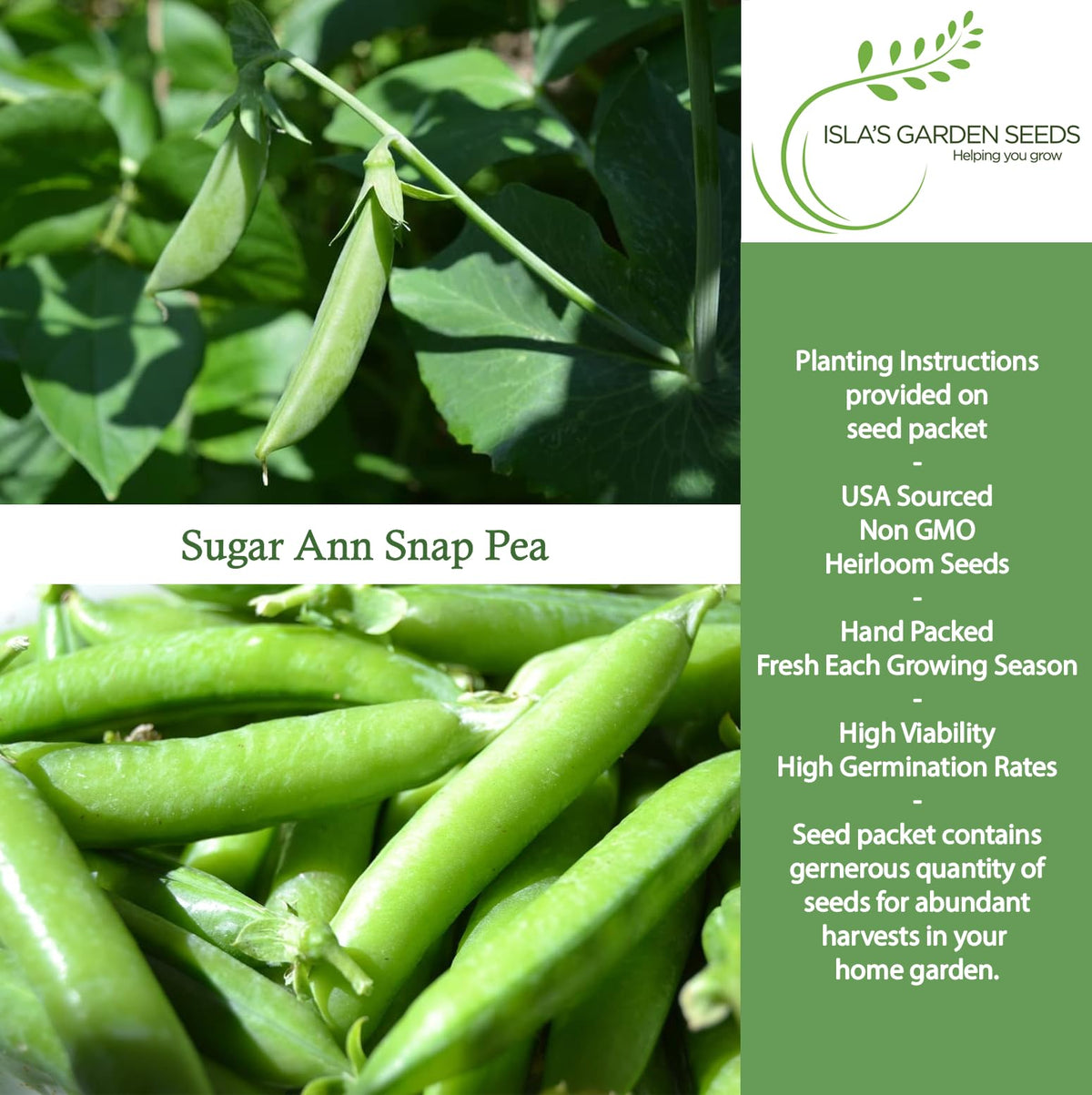Isla's Garden Seeds Sugar Ann Snap Pea compact bush thriving in a small garden bed.