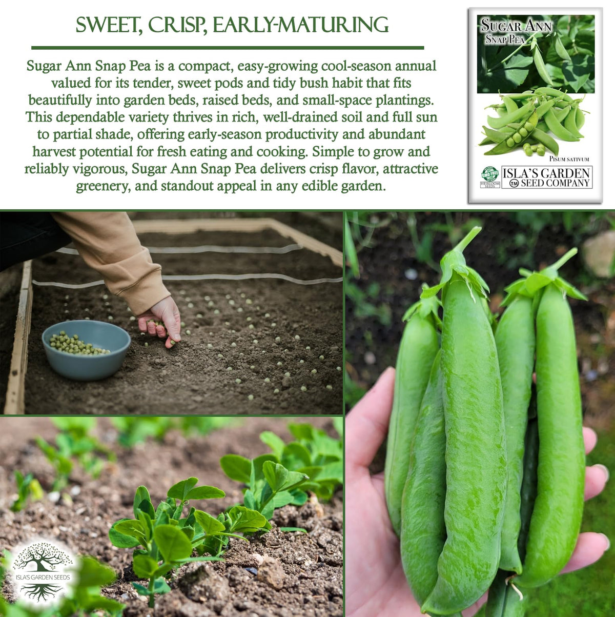 Closeup of Sugar Ann Snap Pea pods on sturdy Isla's Garden Seeds plants.