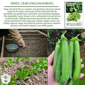 Closeup of Sugar Ann Snap Pea pods on sturdy Isla's Garden Seeds plants.