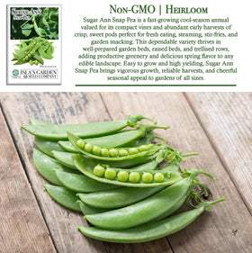 Isla's Garden Seeds Sugar Ann Snap Pea early-season growth in cool soil for quick harvests.