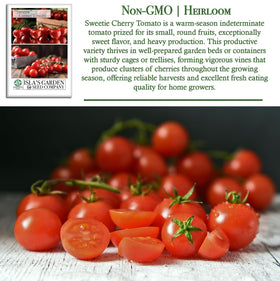 Isla's Garden Seeds Sweetie Cherry Tomato on tall indeterminate vines for steady harvest.