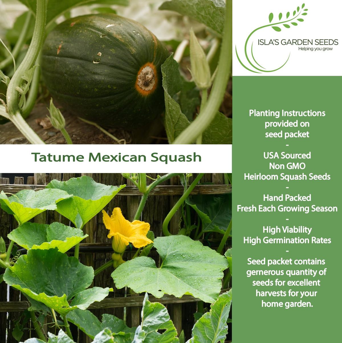 Green Tatume squash fruit on vine, about 4-6 inches in diameter
