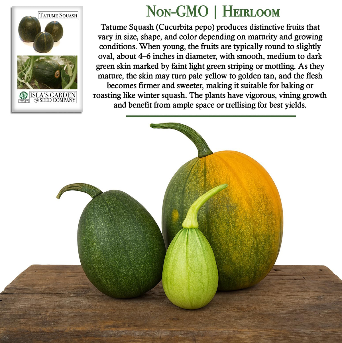 Green Tatume squash fruit on vine ready for zucchini-style use