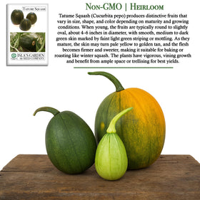 Green Tatume squash fruit on vine ready for zucchini-style use