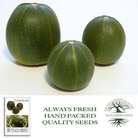 Mature Tatume yellow rind forming on the vine, a natural winter squash