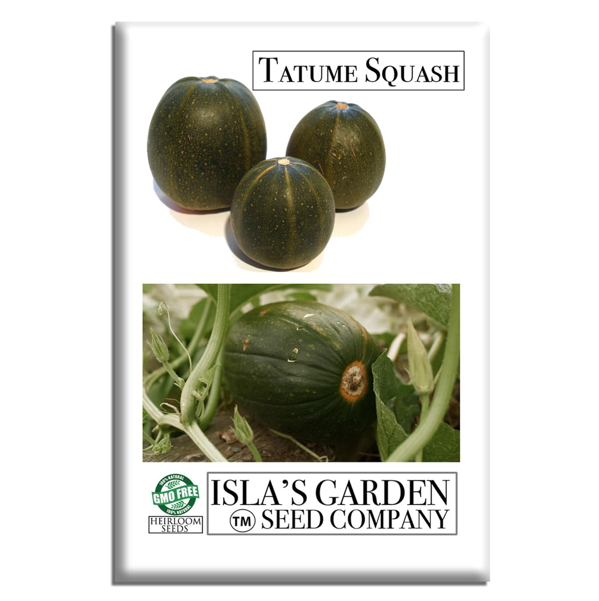 Tatume squash seedling shows early growth for a productive garden