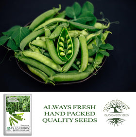 Isla's Garden Seeds Wando pea harvest pods ready for fresh eating