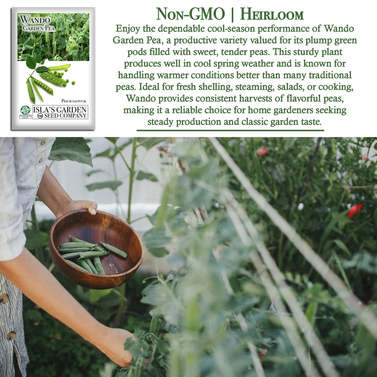 Isla's Garden Seeds Wando pea vine with trellis support for steady growth