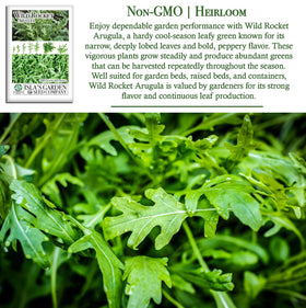 Isla's Garden Seeds Wild Rocket Arugula germination stage with quick sprouting
