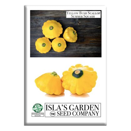 Isla's Garden Seeds yellow bush scallop squash fruit on the plant, ready to brighten summer meals