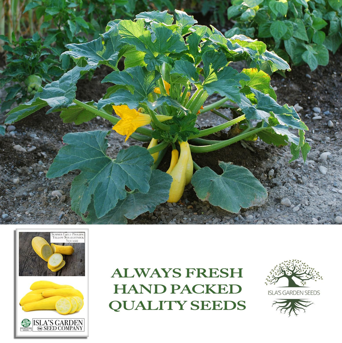 Isla's Garden young squash vines reach 18–24 inches tall in full sun.