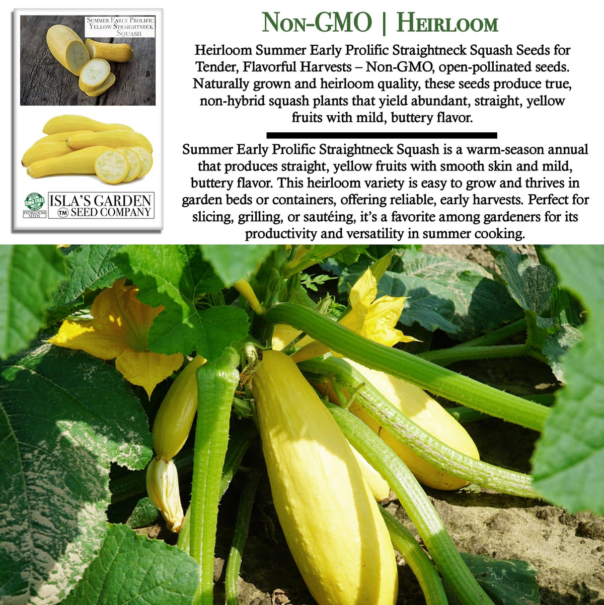 Isla's Garden straightneck squash plant thriving in a compact container.