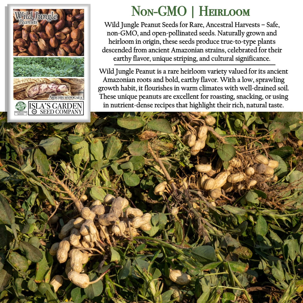 Elongated striped pods showcase rich, earthy flavor when harvested from home gardens.