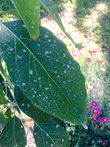 IV Organic 3-in-1 Plant Guard brush-on application on ornamental trees