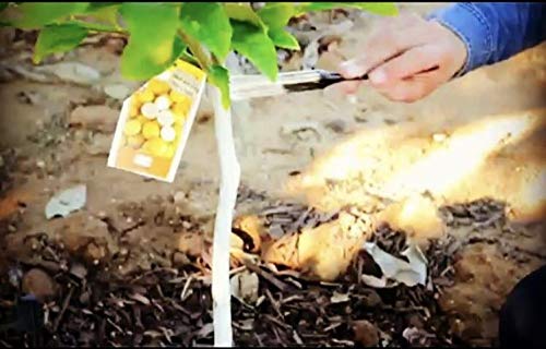 IV Organic 3-in-1 Plant Guard protecting a fruit tree