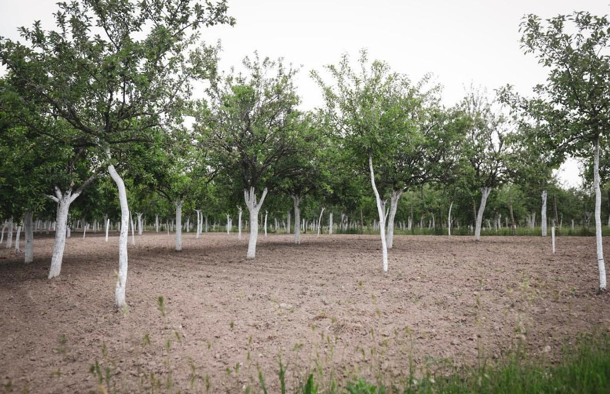 IV Organic 3-in-1 Plant Guard used as a tree paste on bark