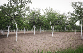IV Organic 3-in-1 Plant Guard used as a tree paste on bark
