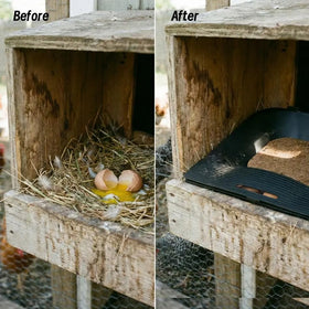 IVAHOU roll-away box directs eggs toward a covered partition