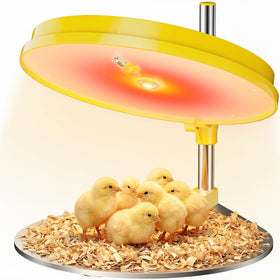 IVJ Chick Brooder Plate with Digital Display ensures precise heat control.