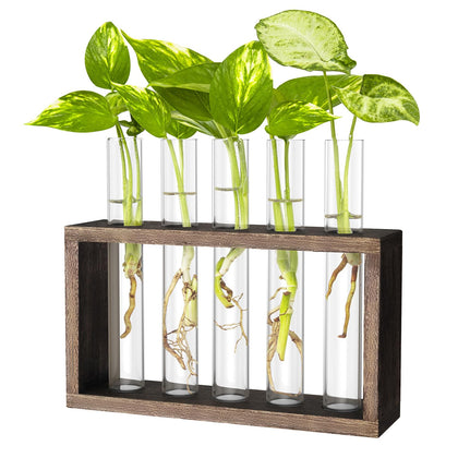IVOLADOR I propagation station wood rack with clear glass tubes displaying cuttings and growth