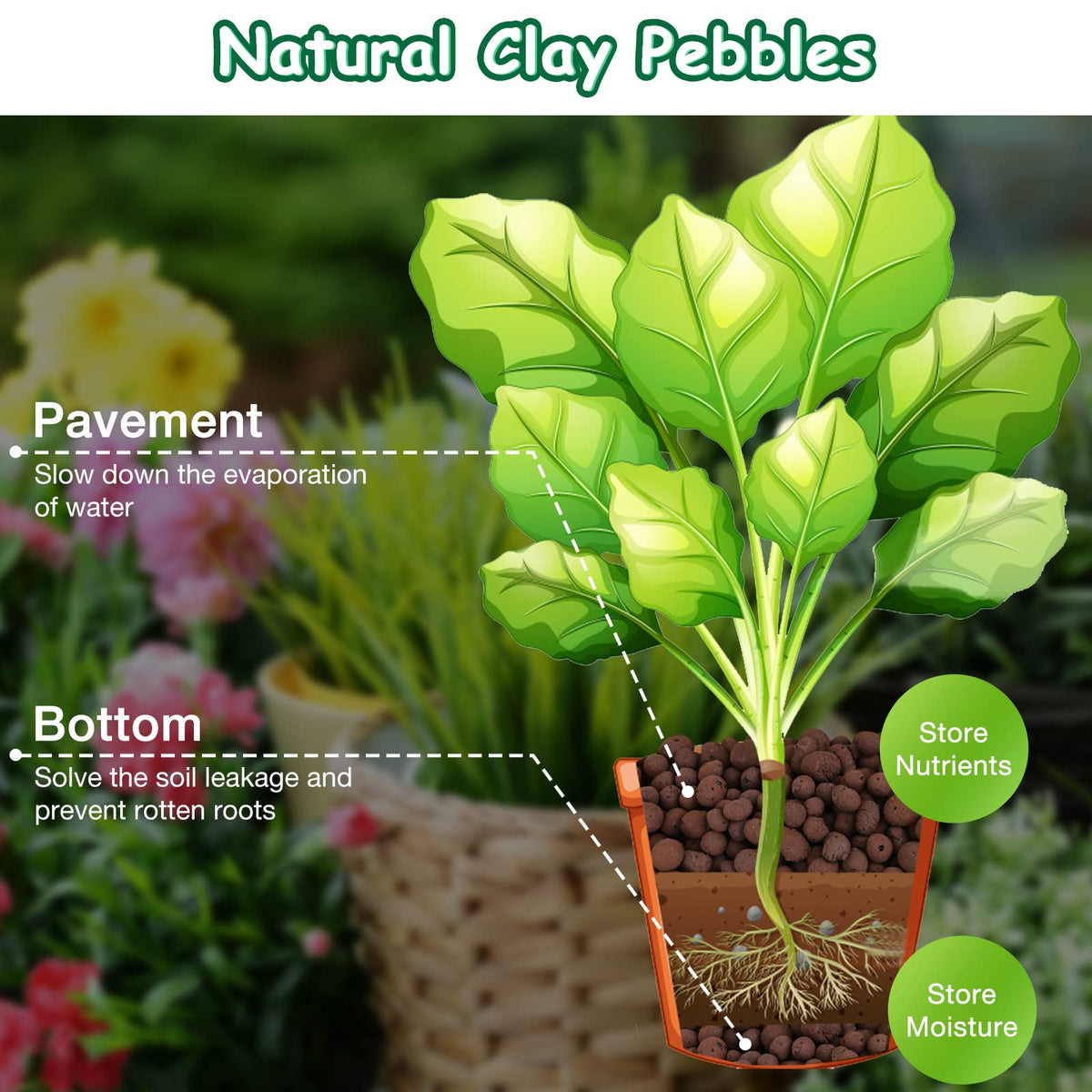 Jabrand LECA moisture and nutrient storage in pores supporting steady root access