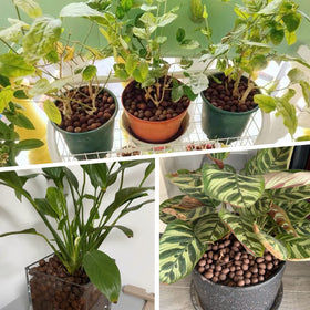 Jabrand LECA clusters in orchid substrate showing compatibility with epiphytic plants
