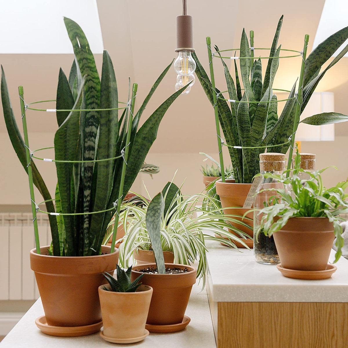 JCKHXG open-frame design promotes airflow and healthy growth.