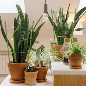JCKHXG open-frame design promotes airflow and healthy growth.