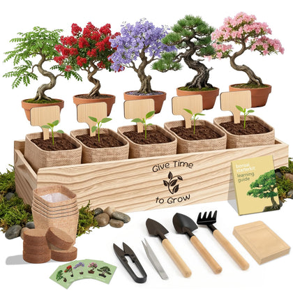JELHFIP Bonsai Starter Kit all-in-one with beginner-friendly tools.