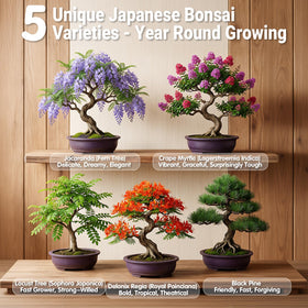 JELHFIP Delonix Regia bonsai adds exotic color to your space.
