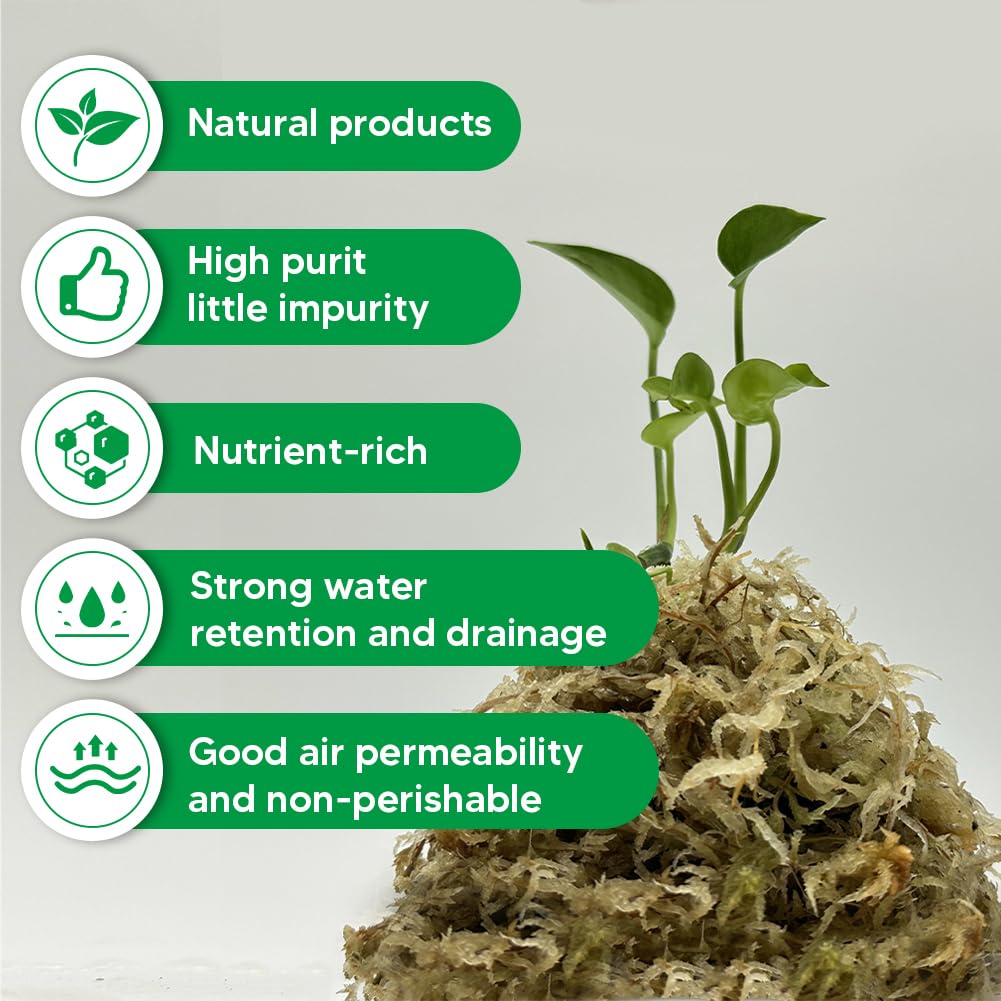 Jerwtlu orchid humidity moss supports healthy roots