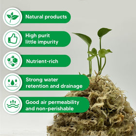 Jerwtlu orchid humidity moss supports healthy roots