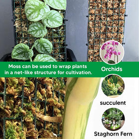 Jerwtlu natural moss packaging is minimal and pure