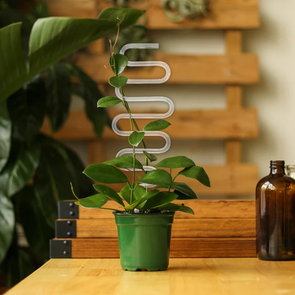 JETTIFY curved trellis ideal for Vine Ivy and Hoya indoor use