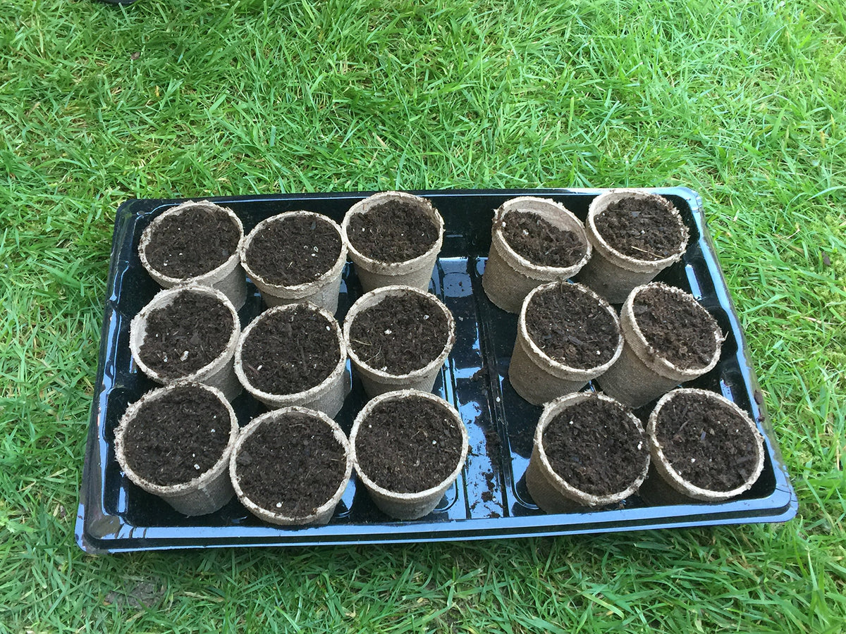 Jiffy POTS 2in biodegradable pots supporting healthy root growth.