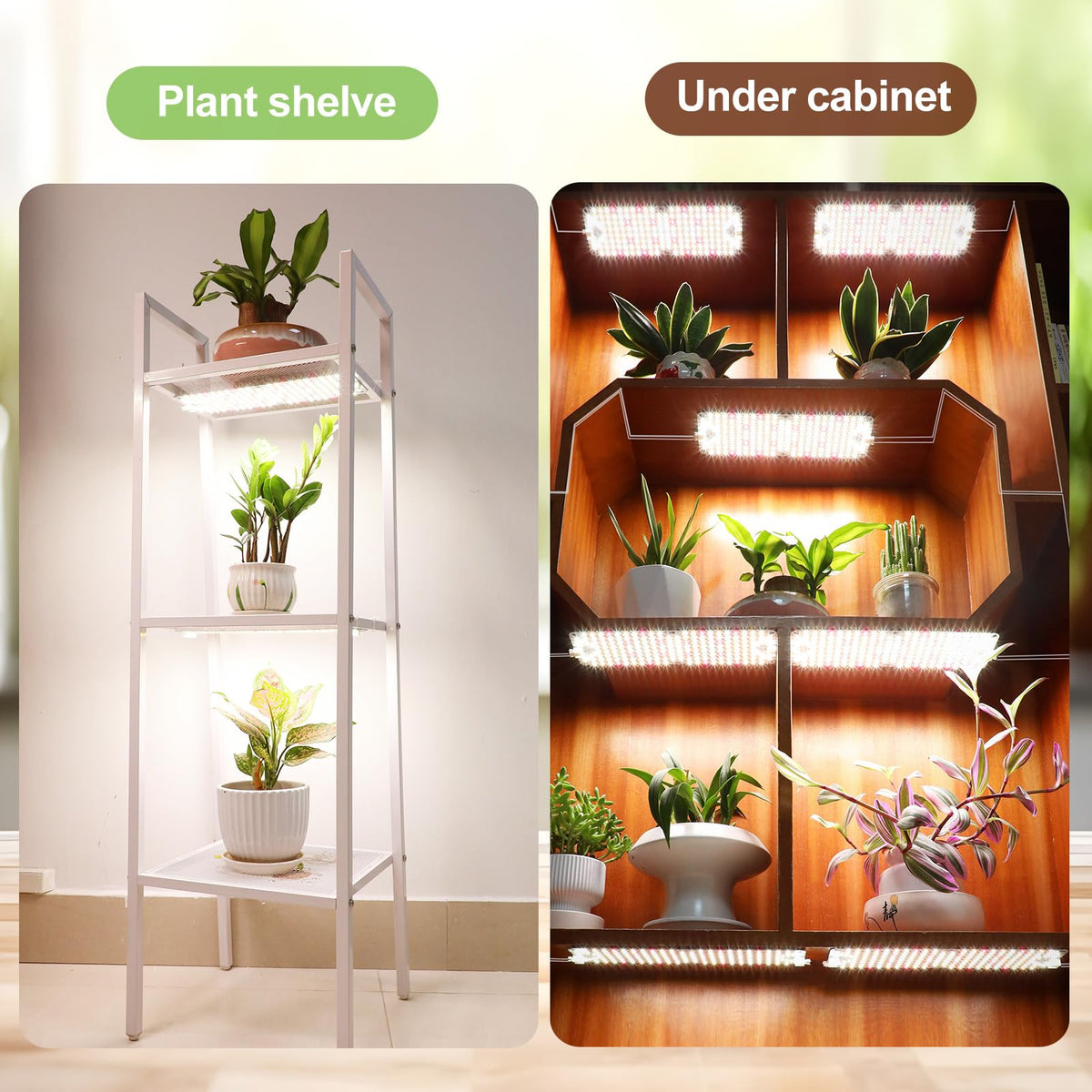 Greenhouse shelf illuminated by JINHONGTO grow lights for healthy greens