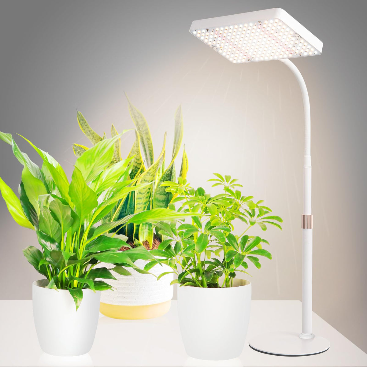 JINHONGTO daisy-chain connection enables scalable multi-light setups from one outlet.