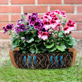 JISON21 nature-inspired liner decor, adds green ambiance to homes and outdoor areas.