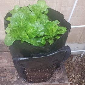 JJGoo patio balcony garden setup with multiple grow bags.