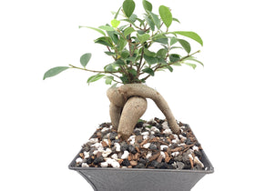 JK Global Imports Bonsai Supply healthy bonsai visual implies vigor