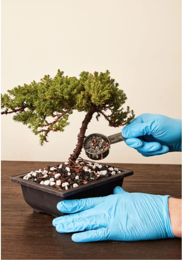 JK Global Imports Bonsai Supply root-growth closeup indicates root health support