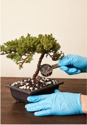 JK Global Imports Bonsai Supply root-growth closeup indicates root health support