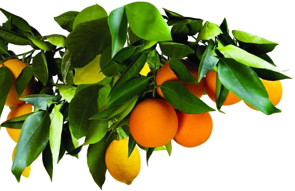 Florida shipping restriction notice on Jobe's Organics product